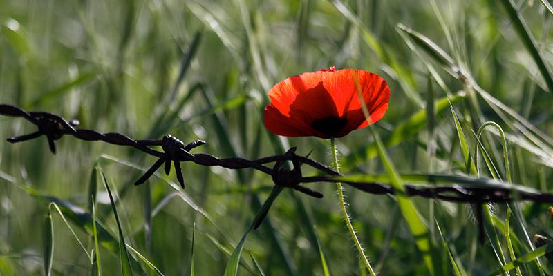 IMG_1002Stacheldraht_Mohn