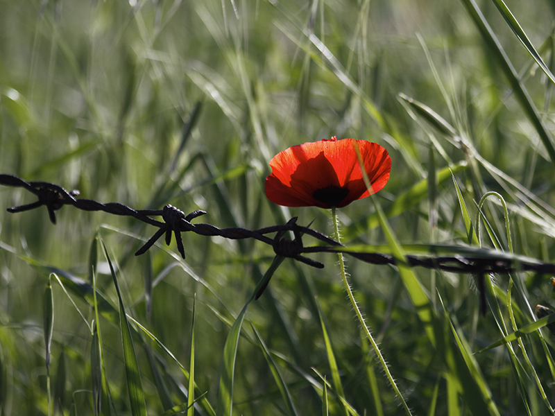 IMG_1002Stacheldraht_Mohn