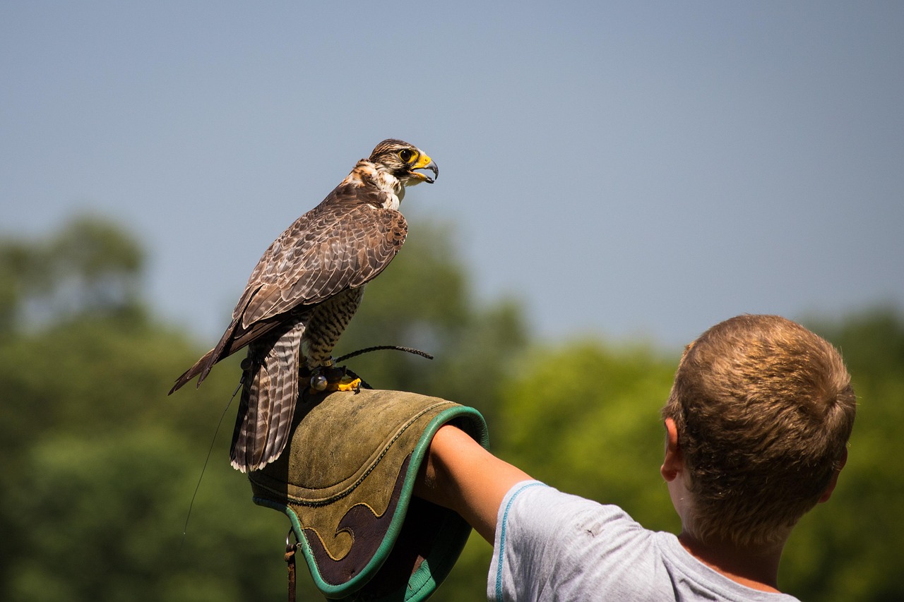 falconry-4315392_1280