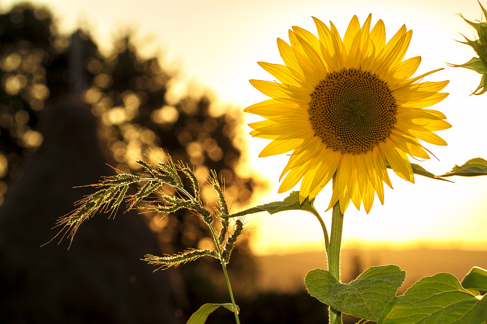 sunflower-1127174_1920_Mircea Ploscar_Pixabay