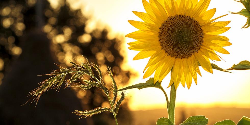 sunflower-1127174_1920_Mircea Ploscar_Pixabay