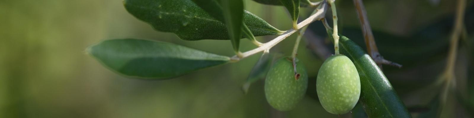 olives-6926528_1920